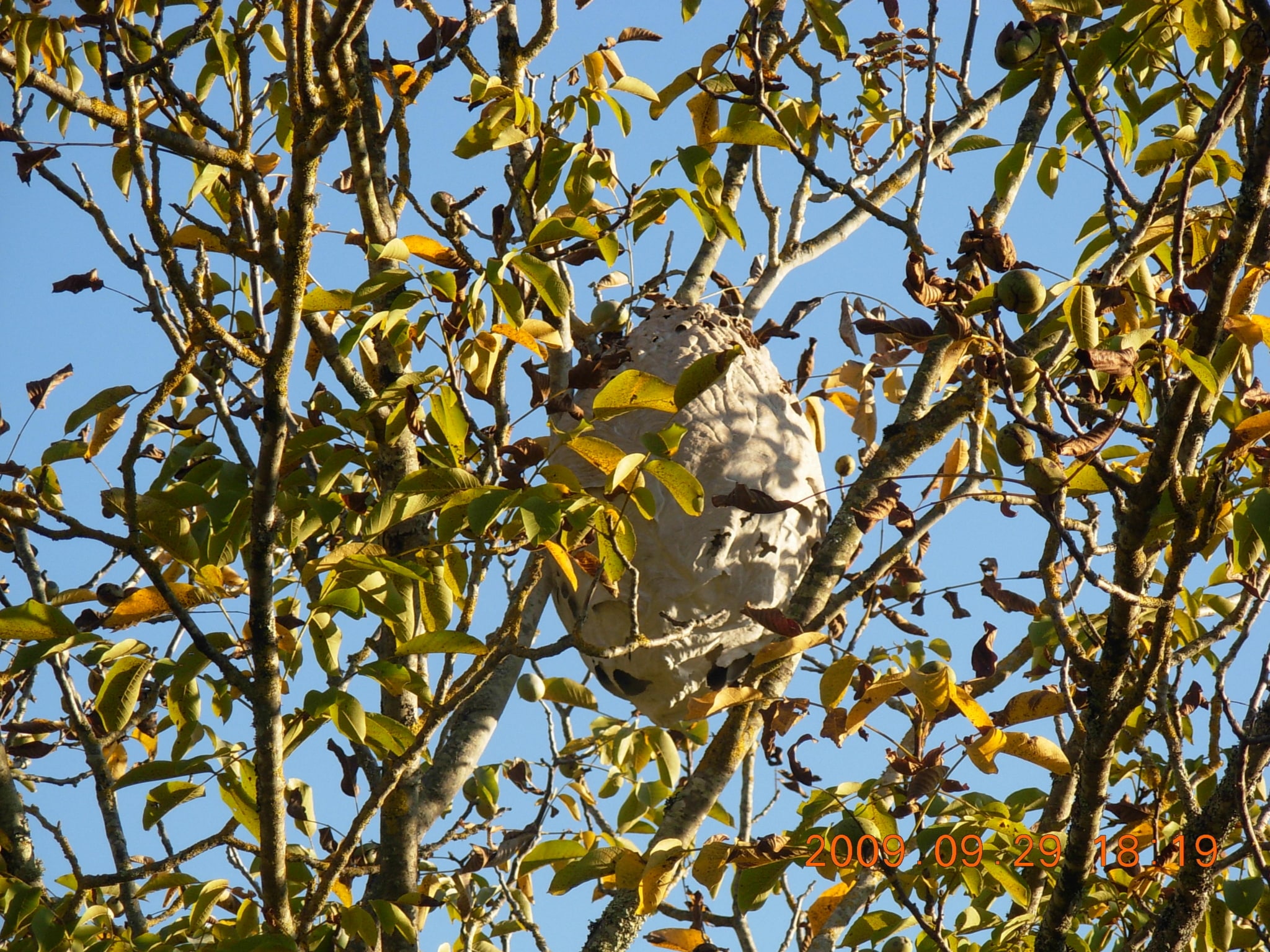 NID-FRELON-EN-PLACE-scaled