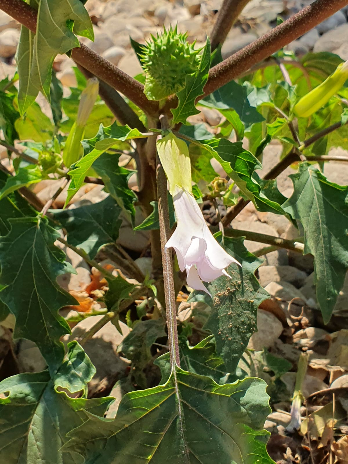 datura_2026 (3)
