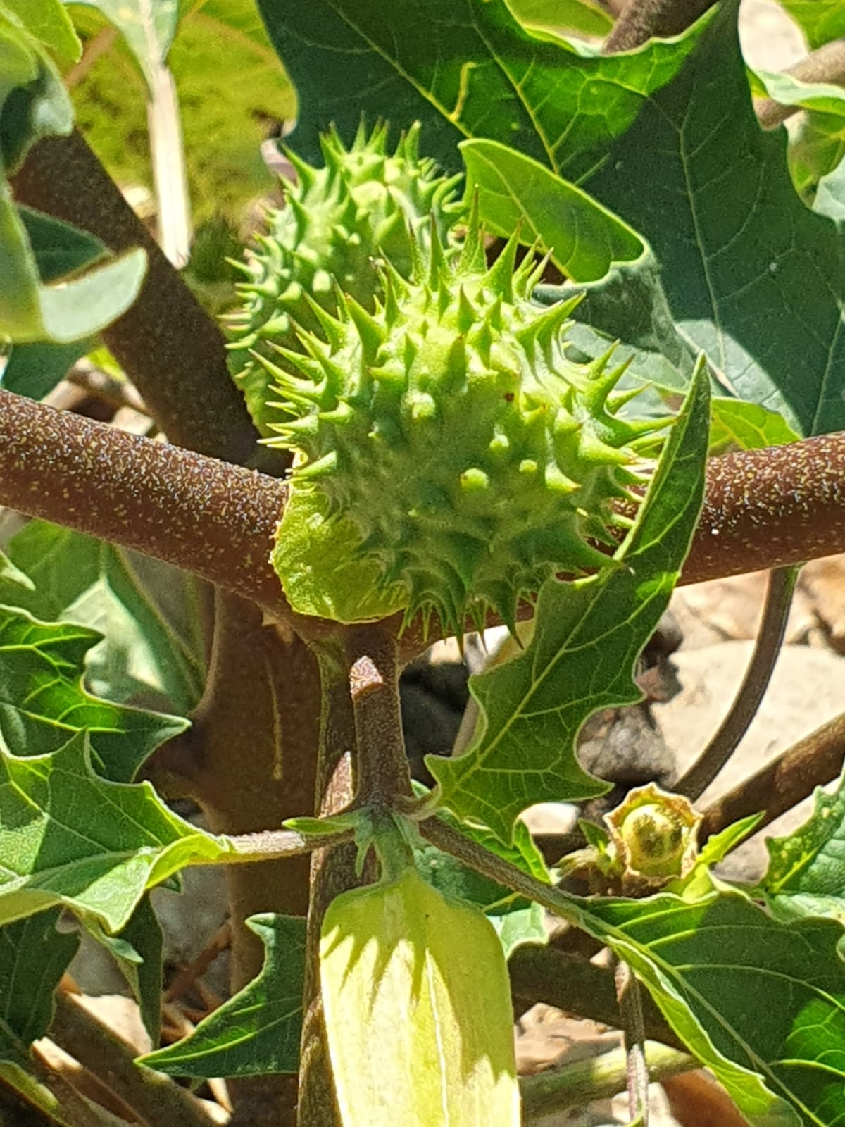 datura_2026 (4)