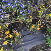 Bâche plastique dans les plantations