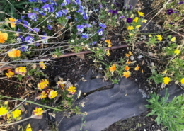 Bâche plastique dans les plantations