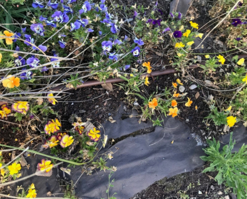 Bâche plastique dans les plantations