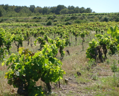 foyer de flavescence dorée sur vigne