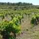 foyer de flavescence dorée sur vigne