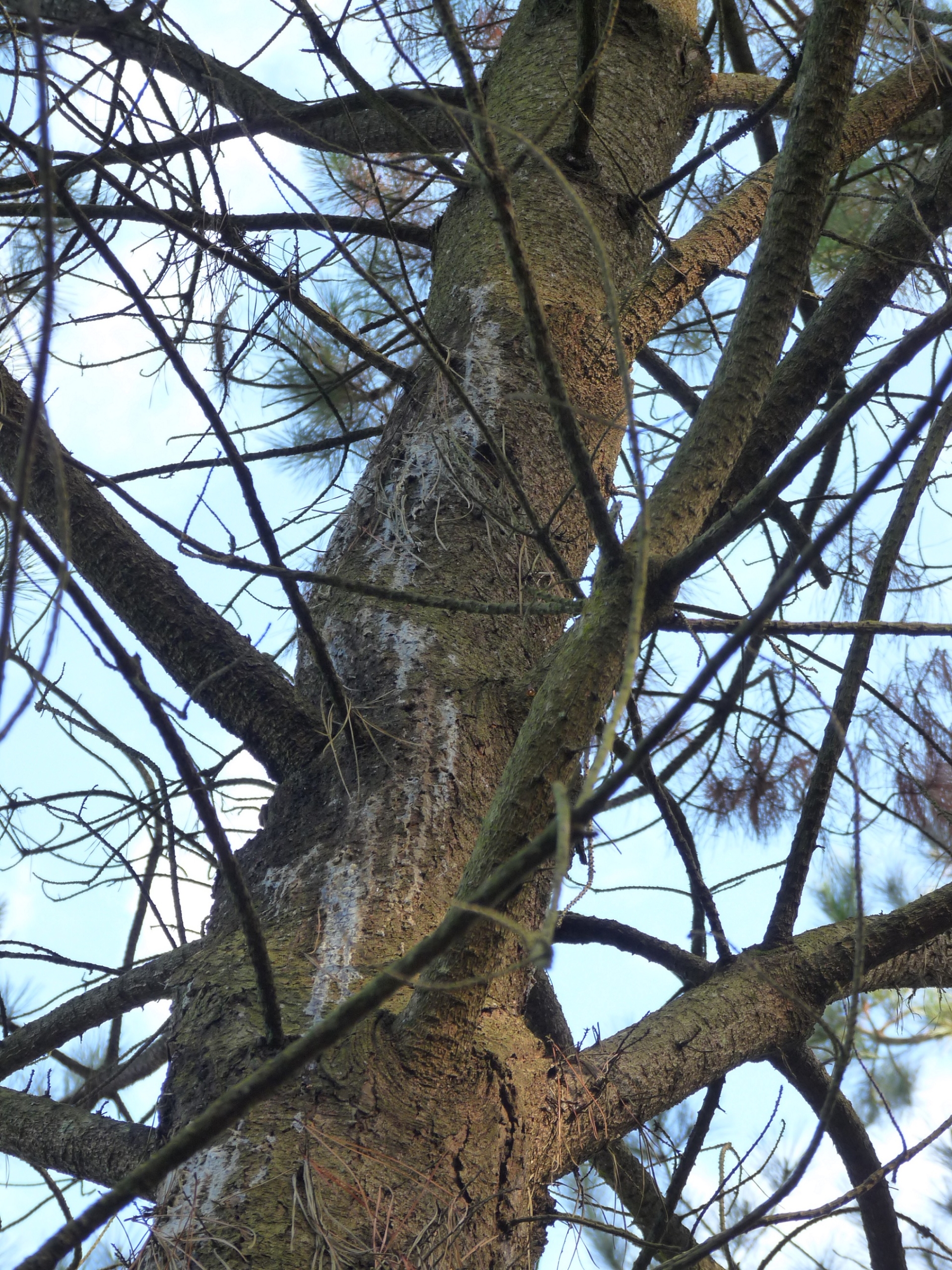 Chancres et coulures dues au Fusarium sur Pin