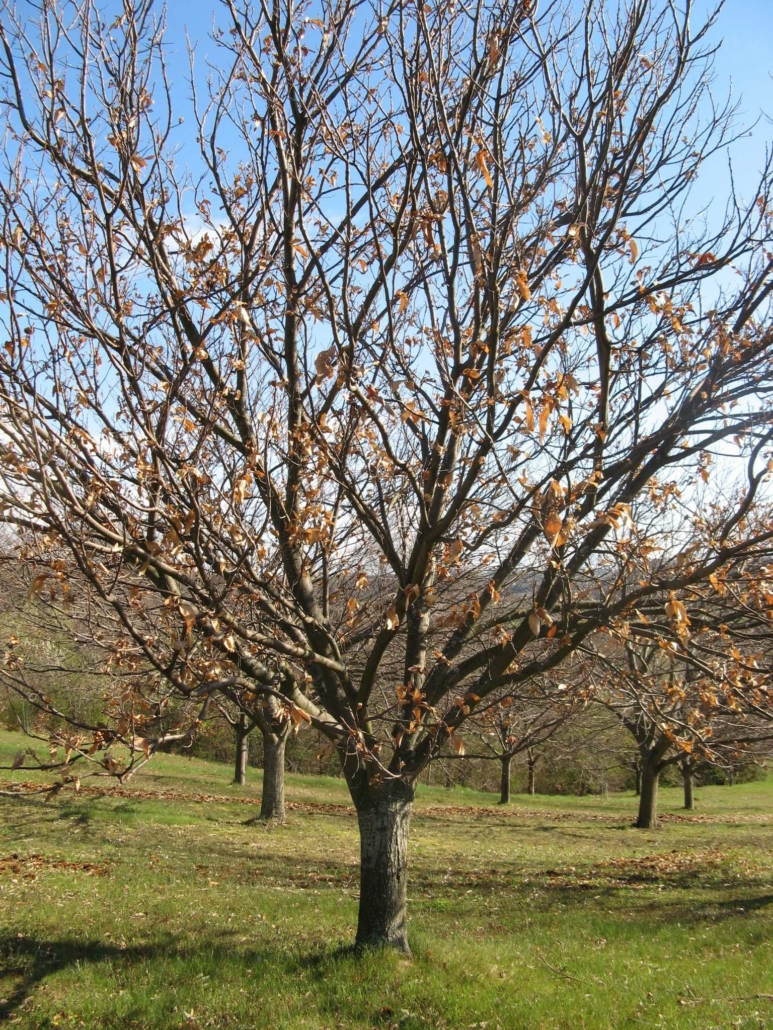 Châtaignier contaminé (feuilles et galles sèches sur les rameaux)