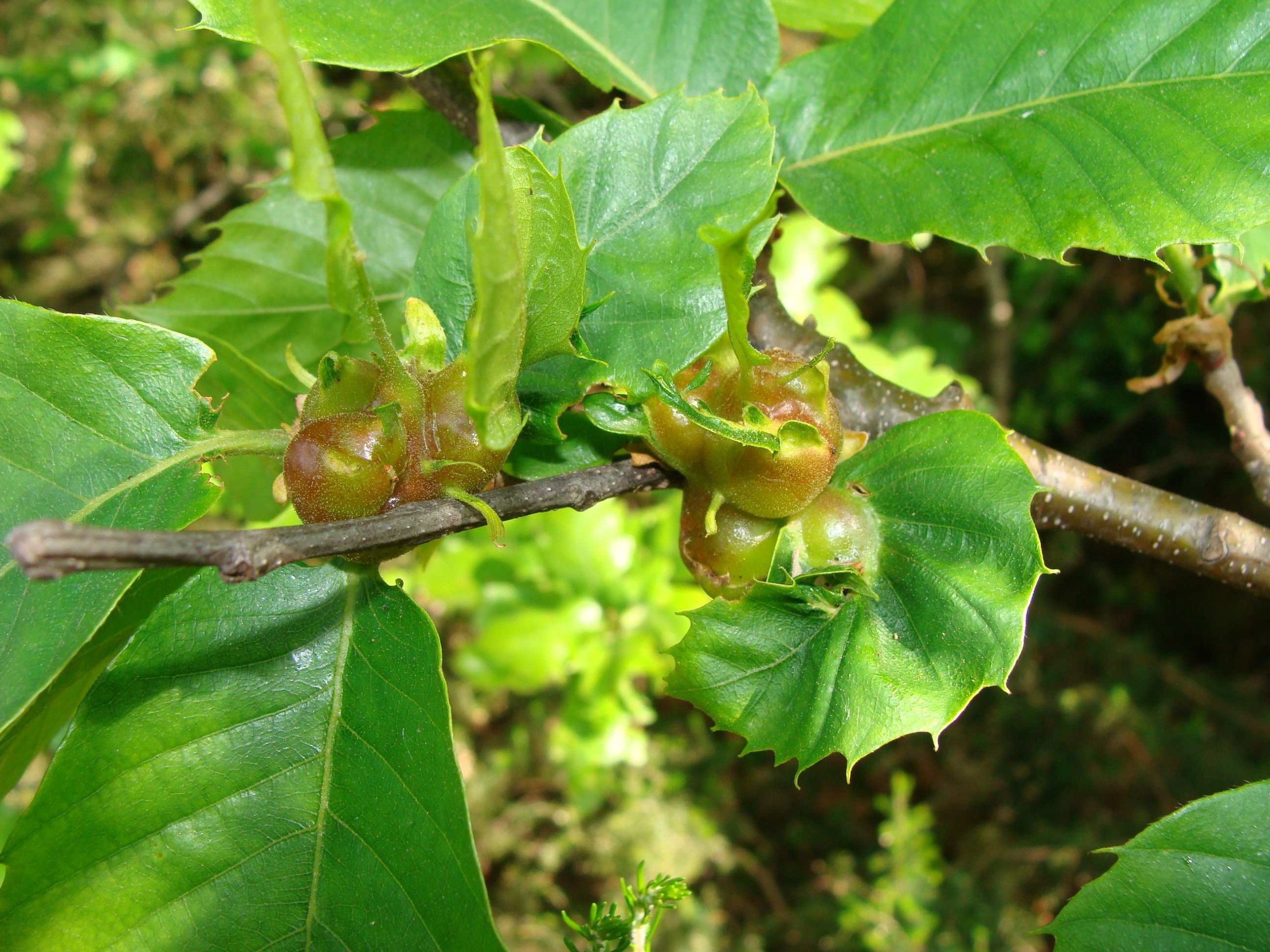 Galles sur bourgeons et feuilles