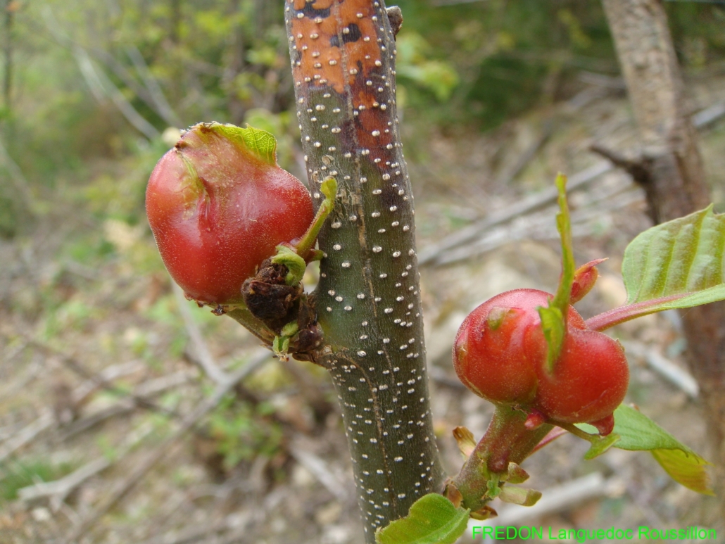Le Cynips du châtaignier Surveillance sanitaire