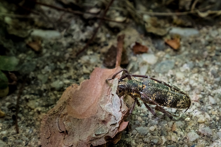 monochamus sp, vecteur du nématode du pin