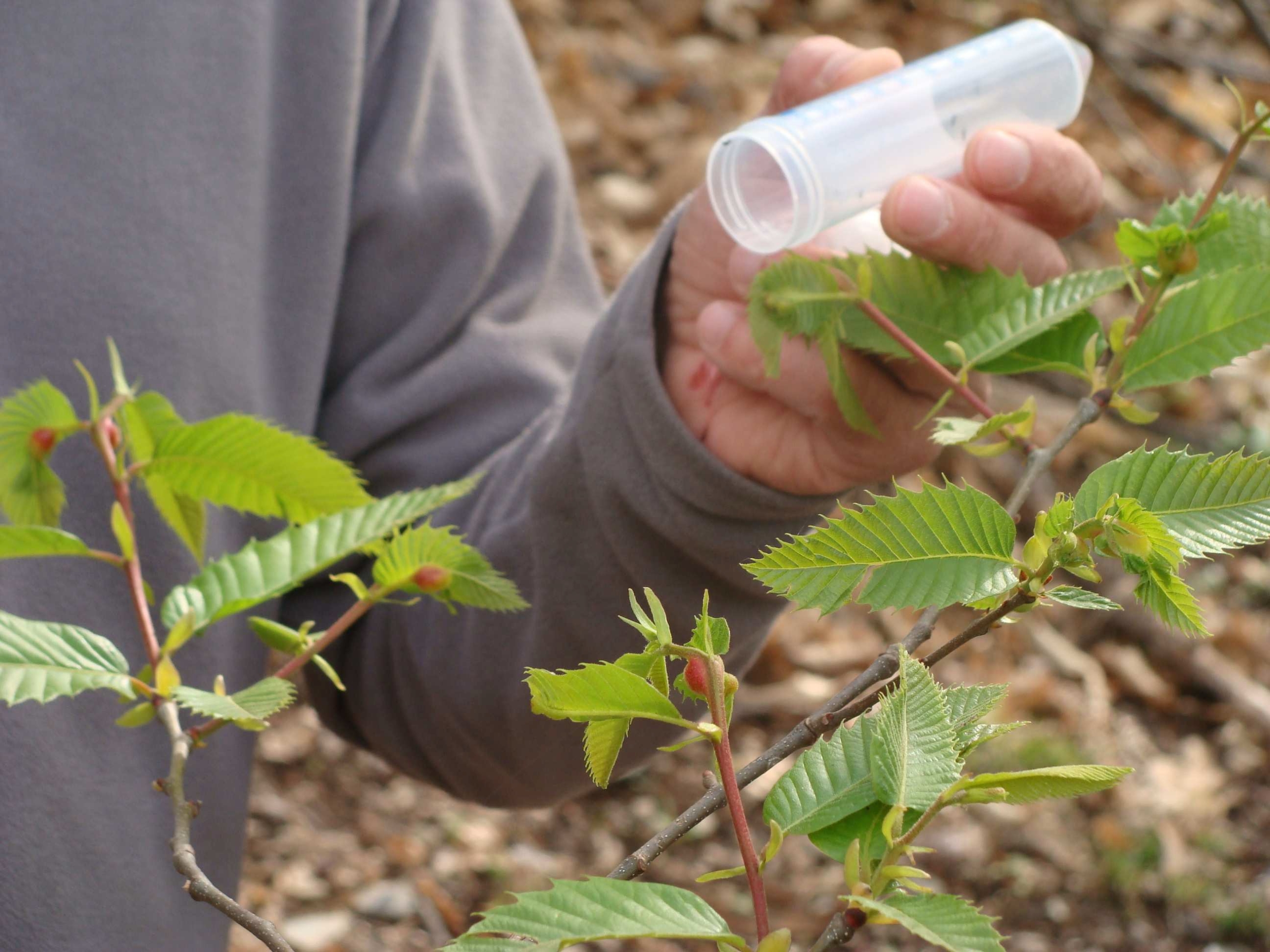 lâcher de torymus sinensis sur châtaigner