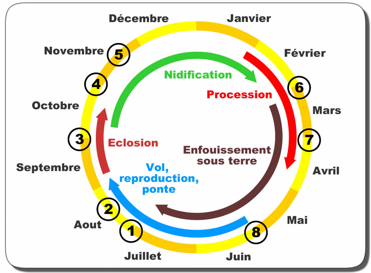 cycle_chenilles