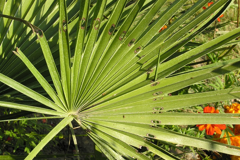 paysandisia perforations foliaires