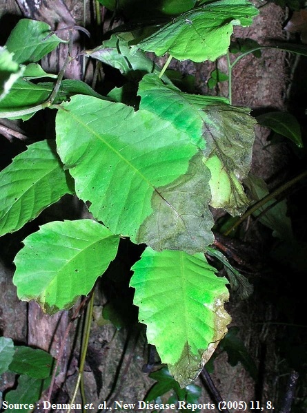 Symptômes foliaires de P. ramorum sur châtaignier