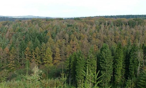 Mortalité de mélèzes du Japon atteints par P. ramorum en Angleterre (© Forestry commission)