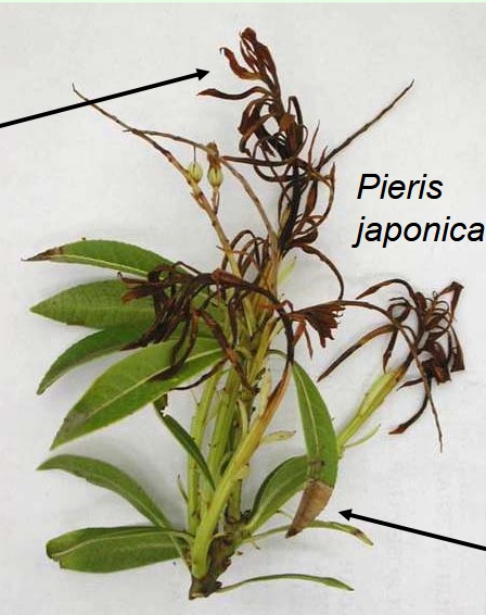 Nécroses et dessèchements sur Pieris