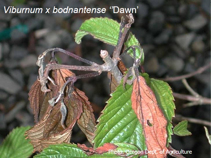 Nécroses et dessèchements sur Viburnum